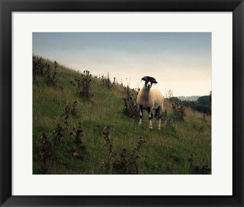 Framed Wooly Friends II Print