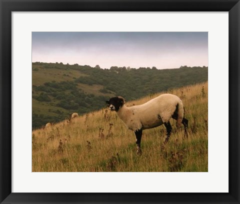 Framed Wooly Friends III Print