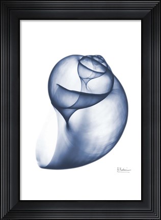 Framed Indigo Water Snail Print