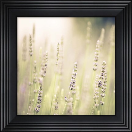 Framed Lavender Fields Print