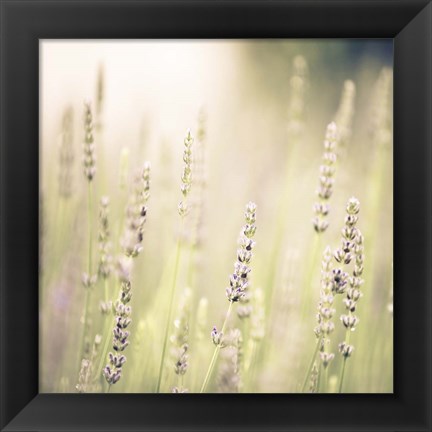 Framed Lavender Fields Print