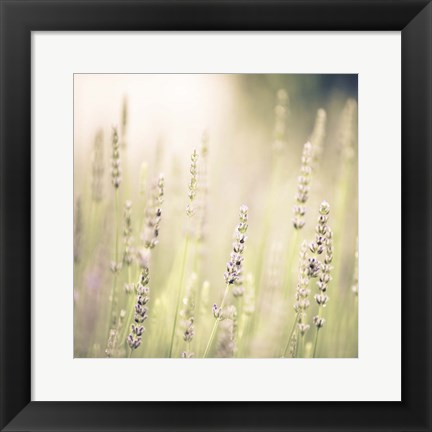 Framed Lavender Fields Print