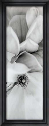 Framed Magnolia II Print