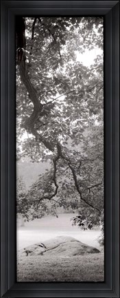 Framed Hampton Field Tree I Print