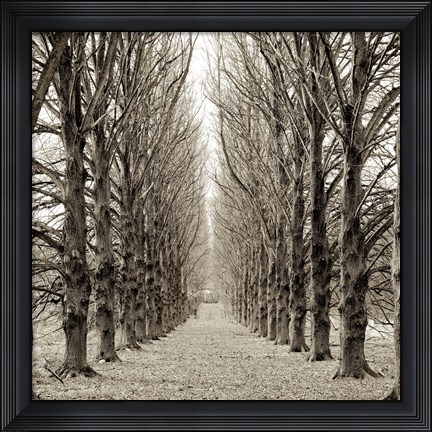 Framed Hampton Gates Promenade III Print