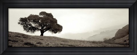 Framed Black Oak I Print