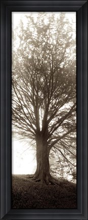 Framed Hampton Gates Tree No. 1 Print