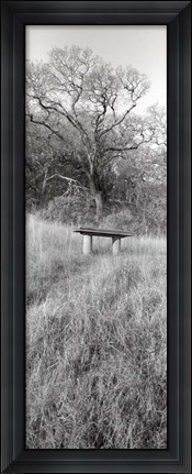 Framed Novato Oak Print