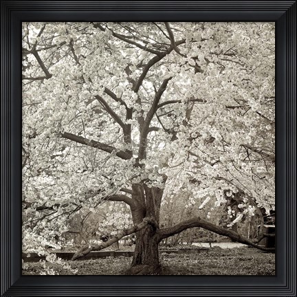 Framed Hamption Magnolia II Print