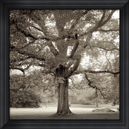 Framed Hampton Maple I Print