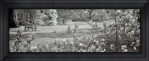 Framed Hampton Magnolia I Print
