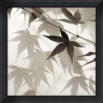 Framed Florison 62 Print