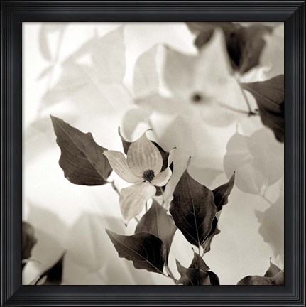 Framed Florison 54 Print
