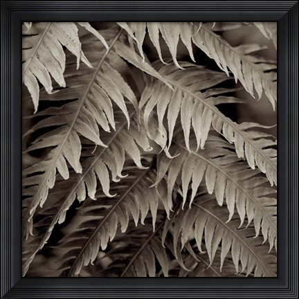 Framed Florison 51 Print