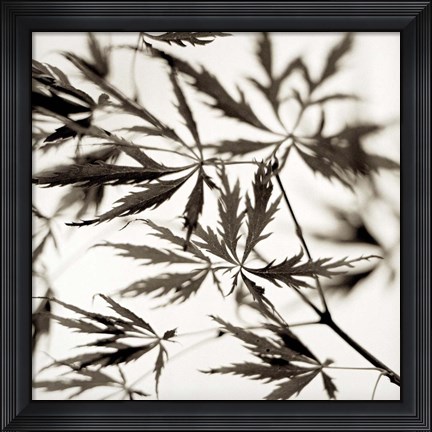 Framed Florison 50 Print