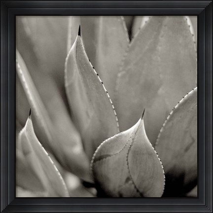 Framed Florison 49 Print