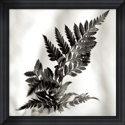 Framed Florison 41 Print