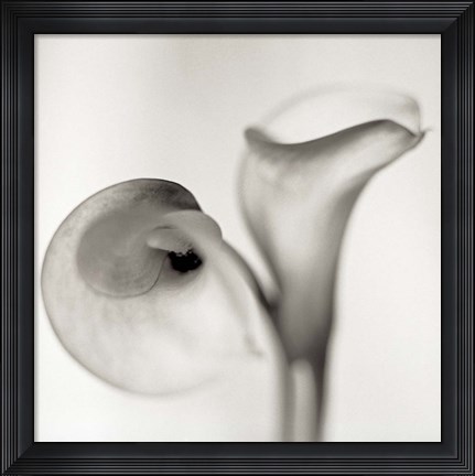 Framed Florison 35 Print
