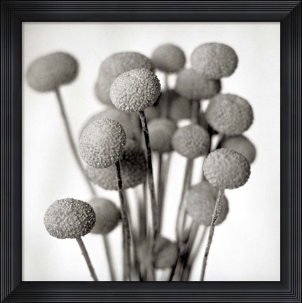 Framed Florison 33 Print
