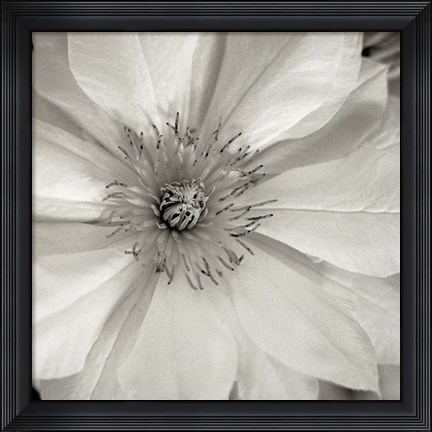 Framed Florison 32 Print