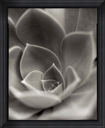 Framed Florison 25 Print