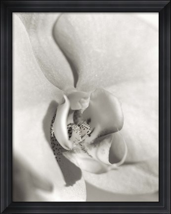 Framed Florison 22 Print