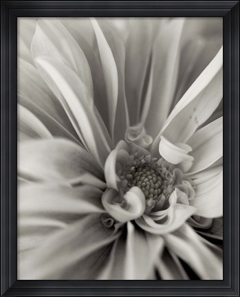 Framed Florison 21 Print