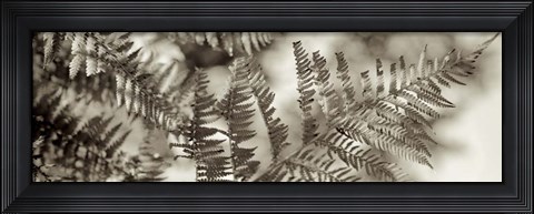 Framed Florison 101 Print