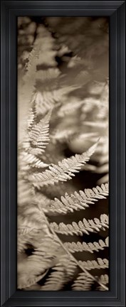 Framed Florison 80 Print