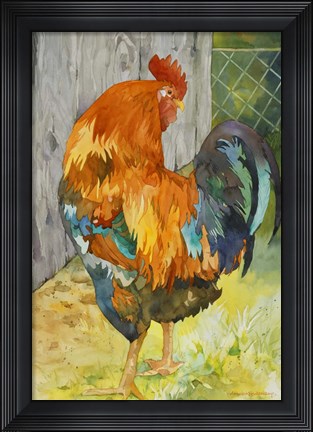 Framed Rooster Pen Print