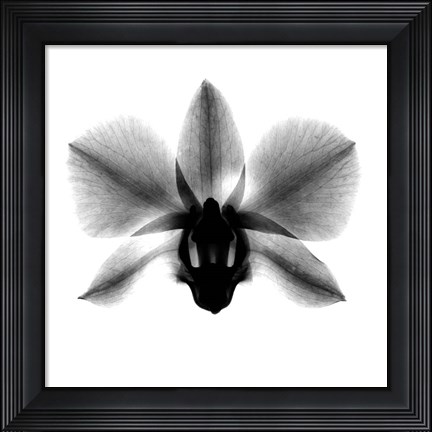 Framed Orchid, Phalenop. X-Ray Print
