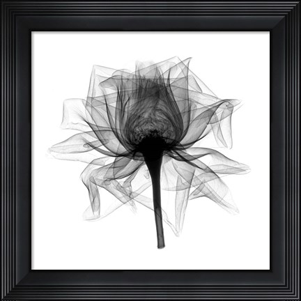 Framed Rose,Open #2 X-Ray Print