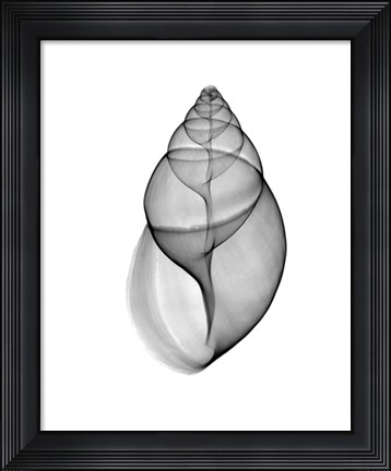 Framed Achatina Jpn Land Snail  X-Ray Print