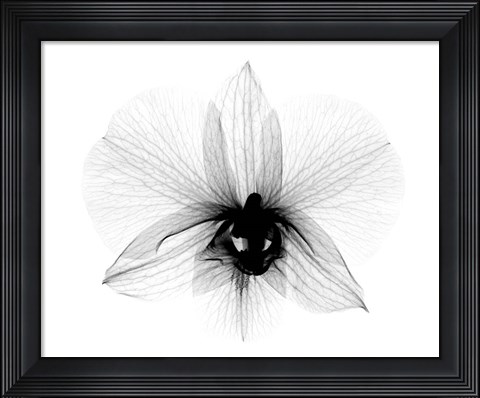 Framed Dendrobium 2  X-Ray Orchid Print