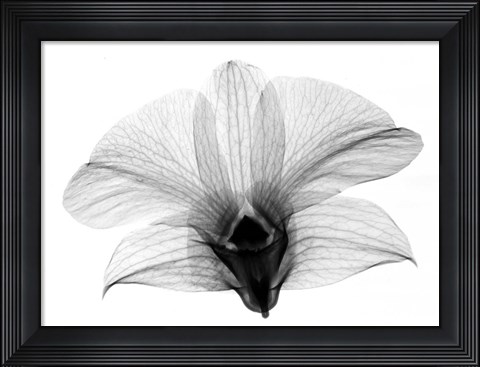 Framed Dendrobium On Back  X-Ray Orchid Print