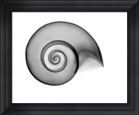 Framed False Ramshorn X-Ray Print