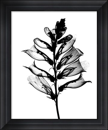 Framed Foxglove X-Ray Print