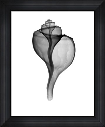 Framed Giant (Channel) Whelk  X-Ray Print