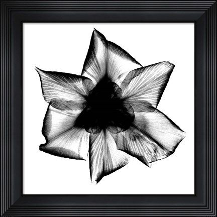 Framed Iris, Japanese X-Ray Print
