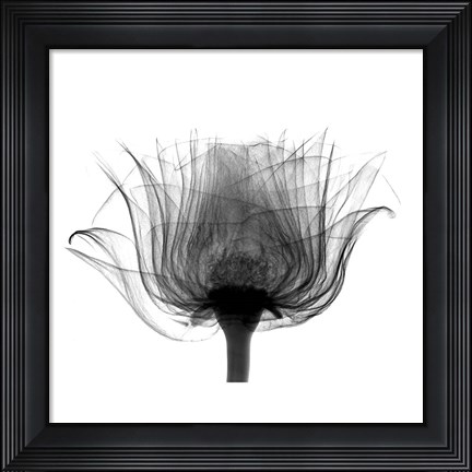Framed Joel&#39;s Rose X-Ray Print