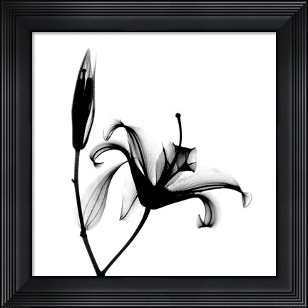 Framed Lily  + Bud X-Ray Print