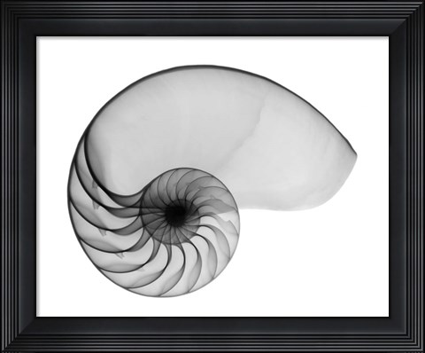Framed Nautilus Shell Lite X-Ray Print