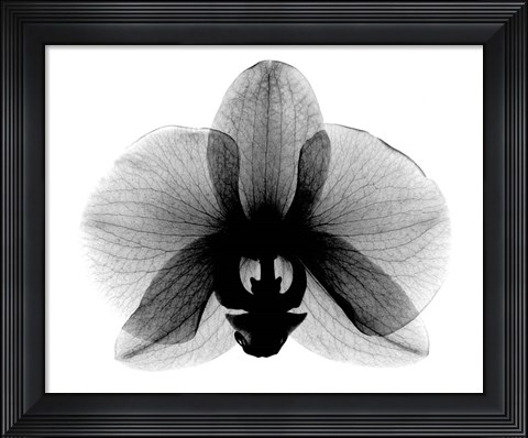 Framed Orchid, Small  X-Ray Print