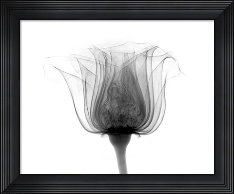Framed Rose ,Noma X-Ray Print