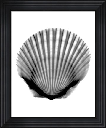 Framed Scallop #3 X-Ray Print