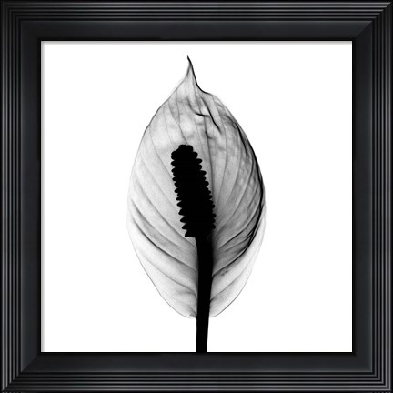 Framed Spathyphyllum X-Ray Print