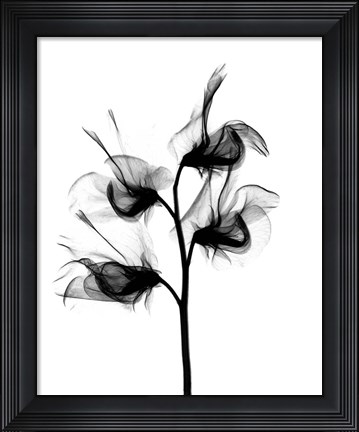 Framed Sweet Pea X-Ray Print