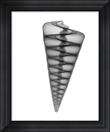 Framed Telescope Shell X-Ray Print