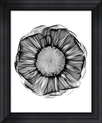 Framed Zinnia Montage Black &amp; White X-Ray Print