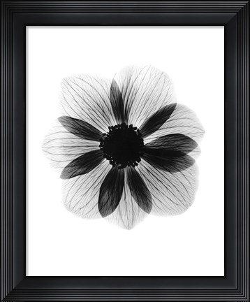 Framed Anemone  X-Ray Print